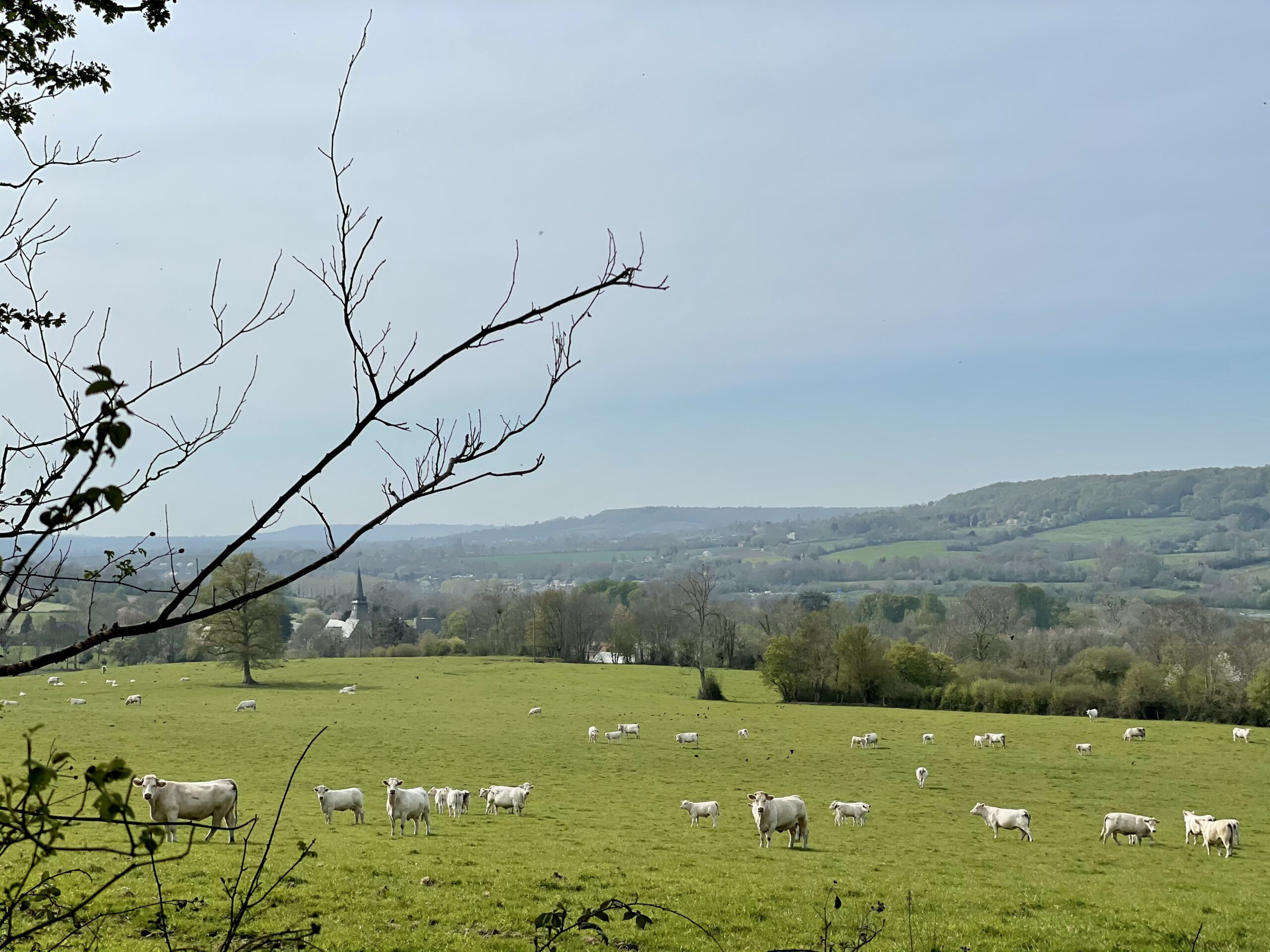 Vaches dans une prairie du Pays d’Auge
