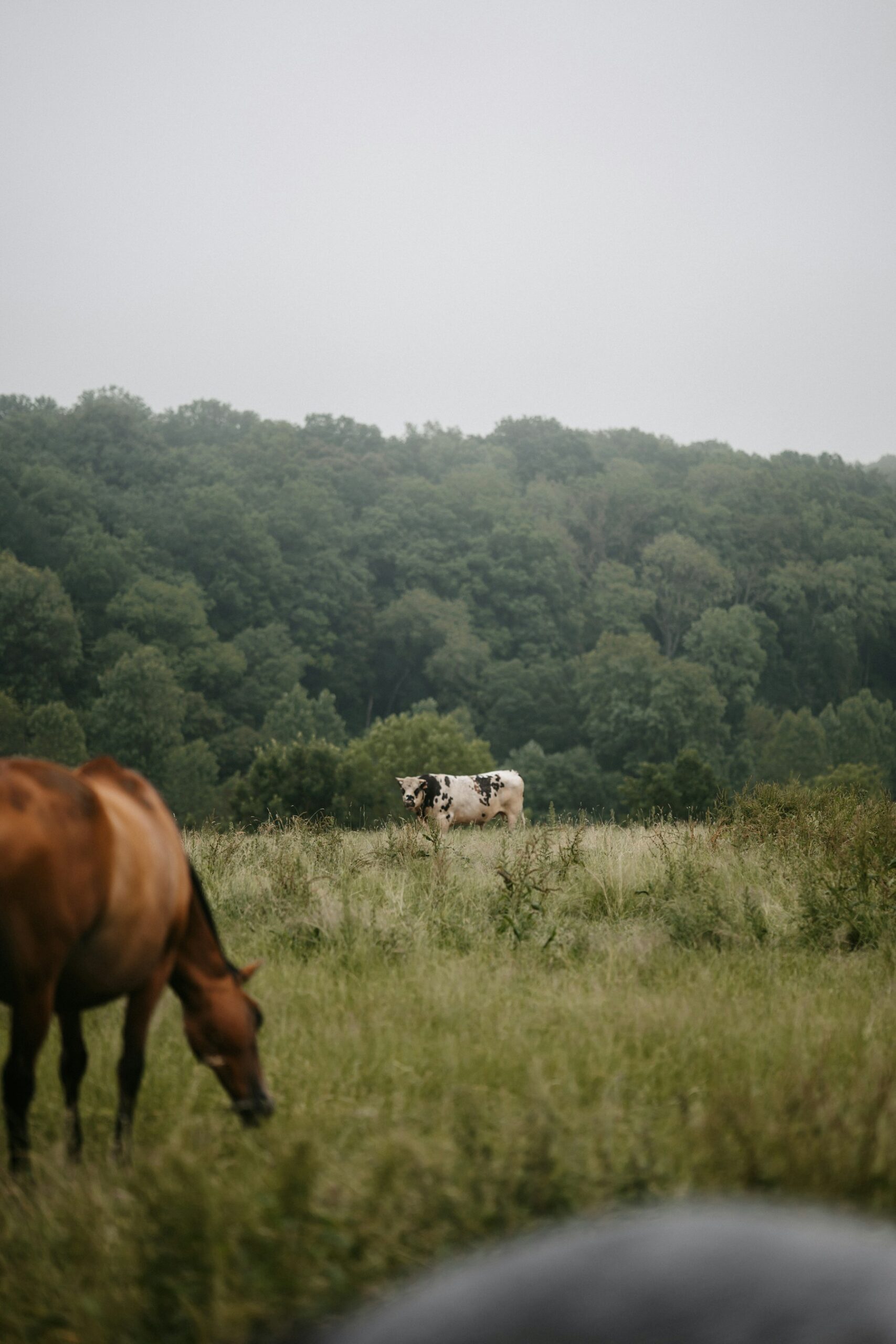 Cows in a Pays d’Auge meadow